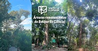 Dia da árvore: conheça árvores remanescentes do Bosque da Ciência do Inpa