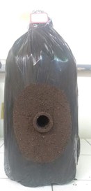 Fotos_NovaEspecieDeAbelhas_Inpa (2).JPG