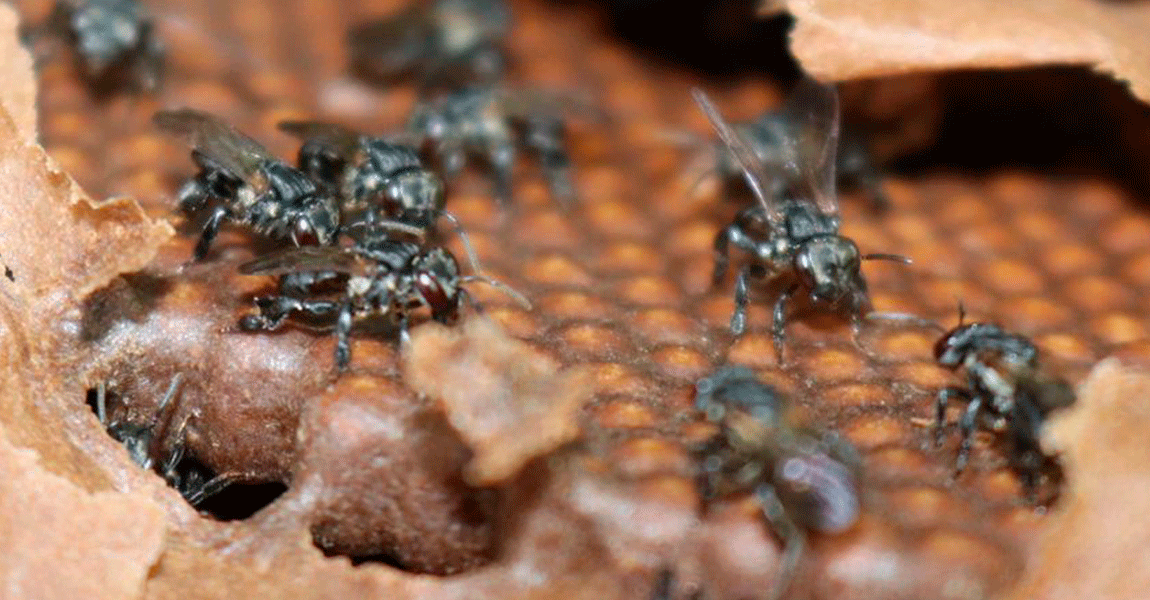 Dia Mundial das abelhas: pesquisadores do Inpa identificam nova espécie de abelhas-sem-ferrão