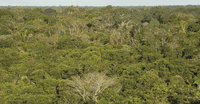 El Niño interrompe capacidade das florestas da América do Sul de absorver carbono, revela estudo publicado na Nature