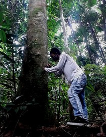 Coleta de Nasutitermes corniger em galerias feitas nas arvores do campus do Inpa, para identificação - Foto Liege Abreu - Inpa.jpeg