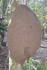 Ninho ou colônia de Nasutitermes corniger - Acervo Liege Abreu - Inpa.jpg