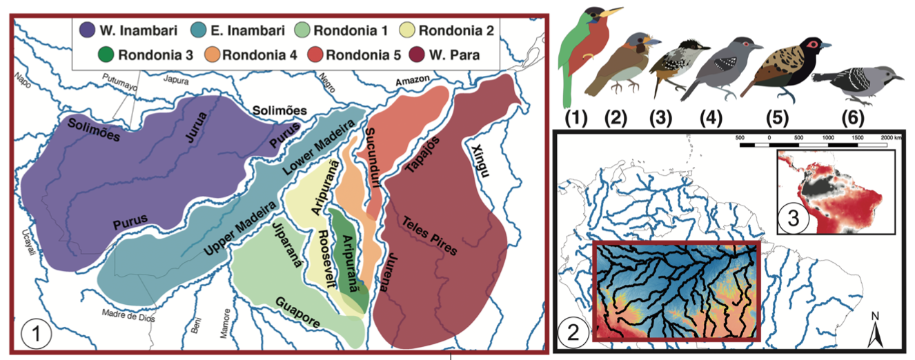 Figura - Rearranjos da rede fluvial promovem especiação em aves de várzea amazônica _ Crédito Musher et al.png