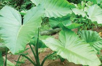 Experiências com Hortaliças Não Convencionais são compartilhadas em Live do Inpa