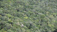 Floresta Amazônica pode estar aquecendo o clima global, diz estudo com participação do Inpa