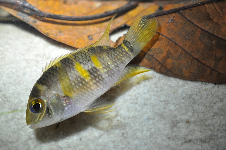 Aequidens_pallidus_by_Rafael_Leitão.jfif