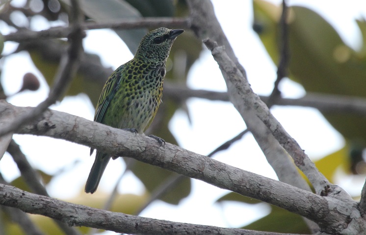 Spotted_Tanager_Ixothraupis_punctata_Alexander_Lees.jpg