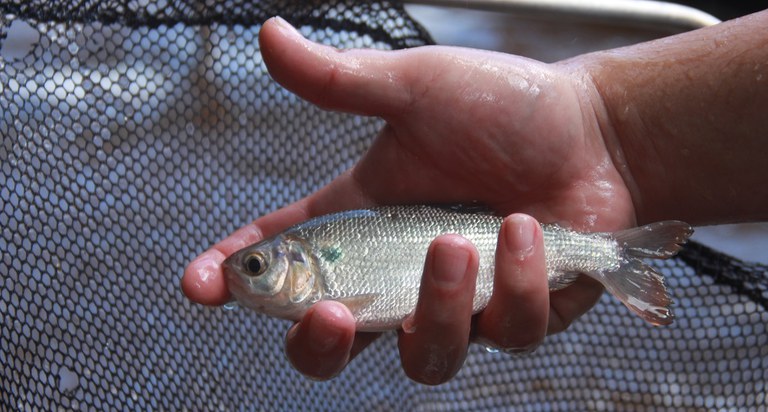 bioflocos - piscicultura - LAFAP - Foto Cimone Barros - ASCOM INPA -3.JPG