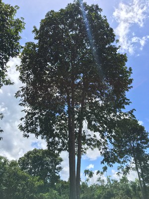 Castanheira - Acervo Laboratório de Fisiologia e Bioquímica Vegetal -INPA (2).JPG