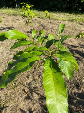 Castanheira - Acervo Laboratório de Fisiologia e Bioquímica Vegetal -INPA (3).jpeg