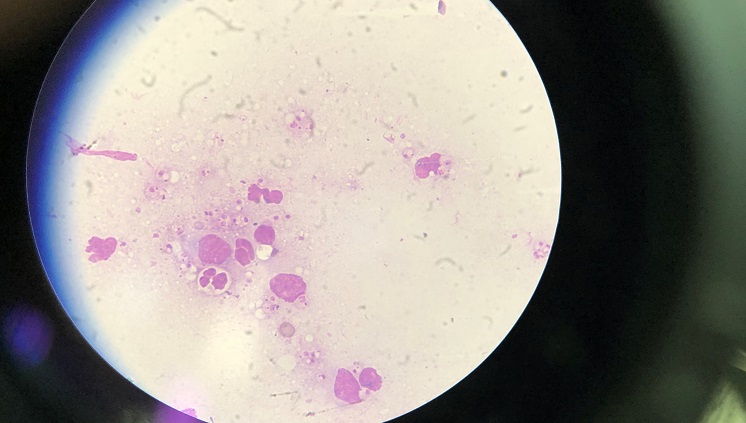 laboratorio_de_leishmaniose-INPAsite.jpg