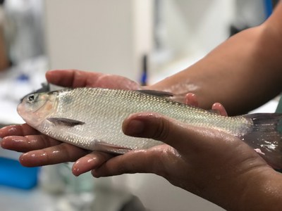 Workshop de tecnologia social - Foto ASCOM INPA.JPEG