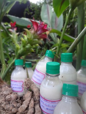 Curcuma zerumbet, espécie da mesma família da cúrcuma- Foto Marcia Castro - arquivo pessoal (4).jpg