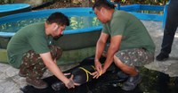 Inpa recebe três filhotes de peixe-boi resgatados no Amazonas e no Pará