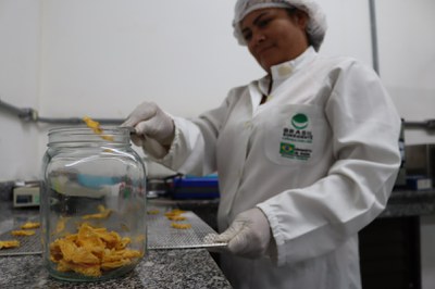 Capacitação Abacaxi_Fotos Victor Mamede (58).JPG