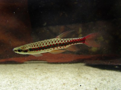 Copella_natereri_Foto Acervo INPA.jpg