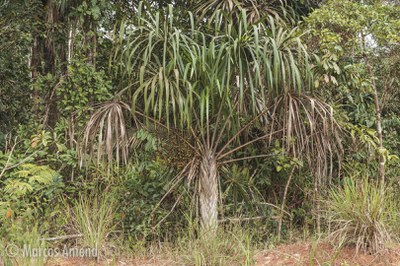 palmeira - Mauritiella disticha_Marcos Amend .jpg