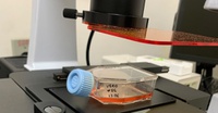 Pesquisa do Inpa com nanotecnologia biodegradável aponta compostos da Amazônia com potencial contra Zika