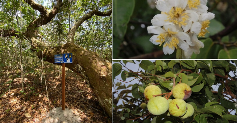 Foto_Árvore, flor e fruto A. heterophylla_Lyon_O_D).png