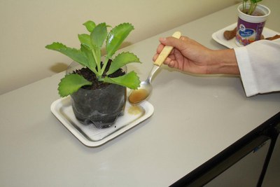 aplicação solução cravinho-da-índia.jpeg