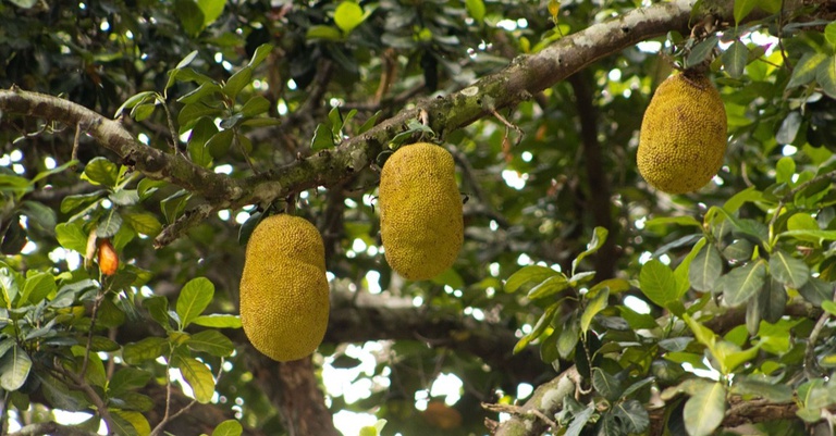Artocarpus heterophyllus (Jaca) - Foto por Igor Yuri Fernandes(1).jpg