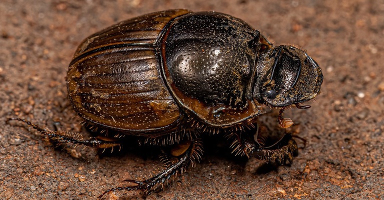 Digitonthophagus gazella - Foto por Vinícius Rodrigues de Souza(1).jpg