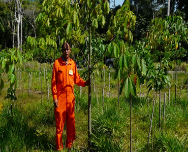 Plantio de castanheira para recuperação de solo - Acervo Gil Vieira - INPA (2).png