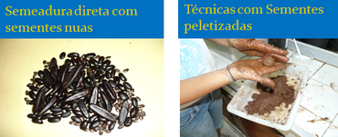 semeadura e sementes paletizadas (2).png