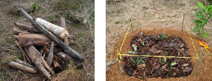 Técnica de nucleação - Acervo Gil Vieira - INPA (2).png