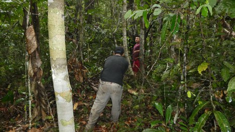 Rapeld_Cenbam_PPBio_Foto Acervo INPA.JPG