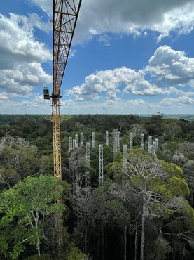 AmazonFACE_foto Acervo do projeto INPA (1).jpeg