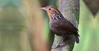 Variedade de espécies de aves depende da conexão de áreas de floresta
