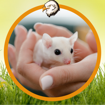 Acesso ao Biotério Central