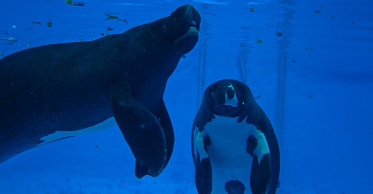 Peixe-Boi 01 Banner Site.jpg