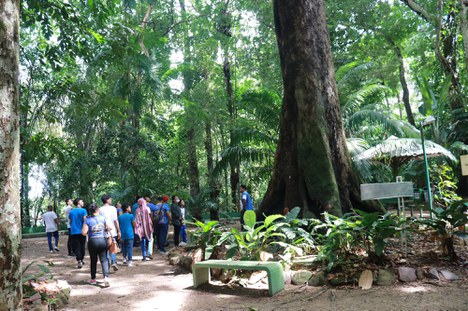 Sobre o Bosque — Instituto Nacional de Pesquisas da Amazônia - INPA