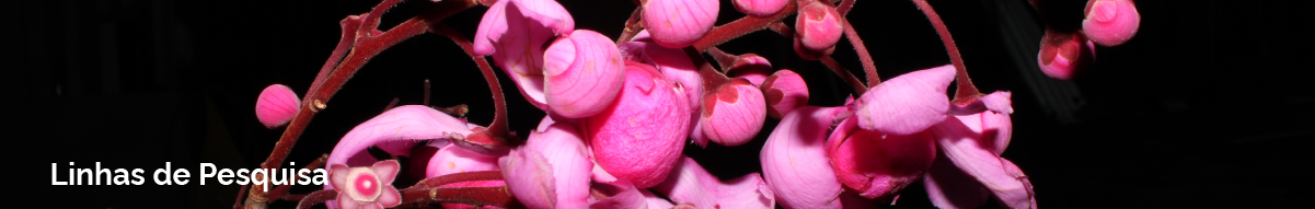 linhas de pesquisa