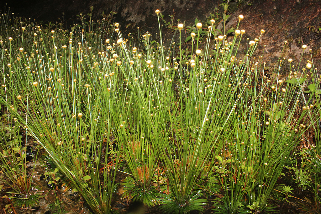 Syngonanthus tenuis