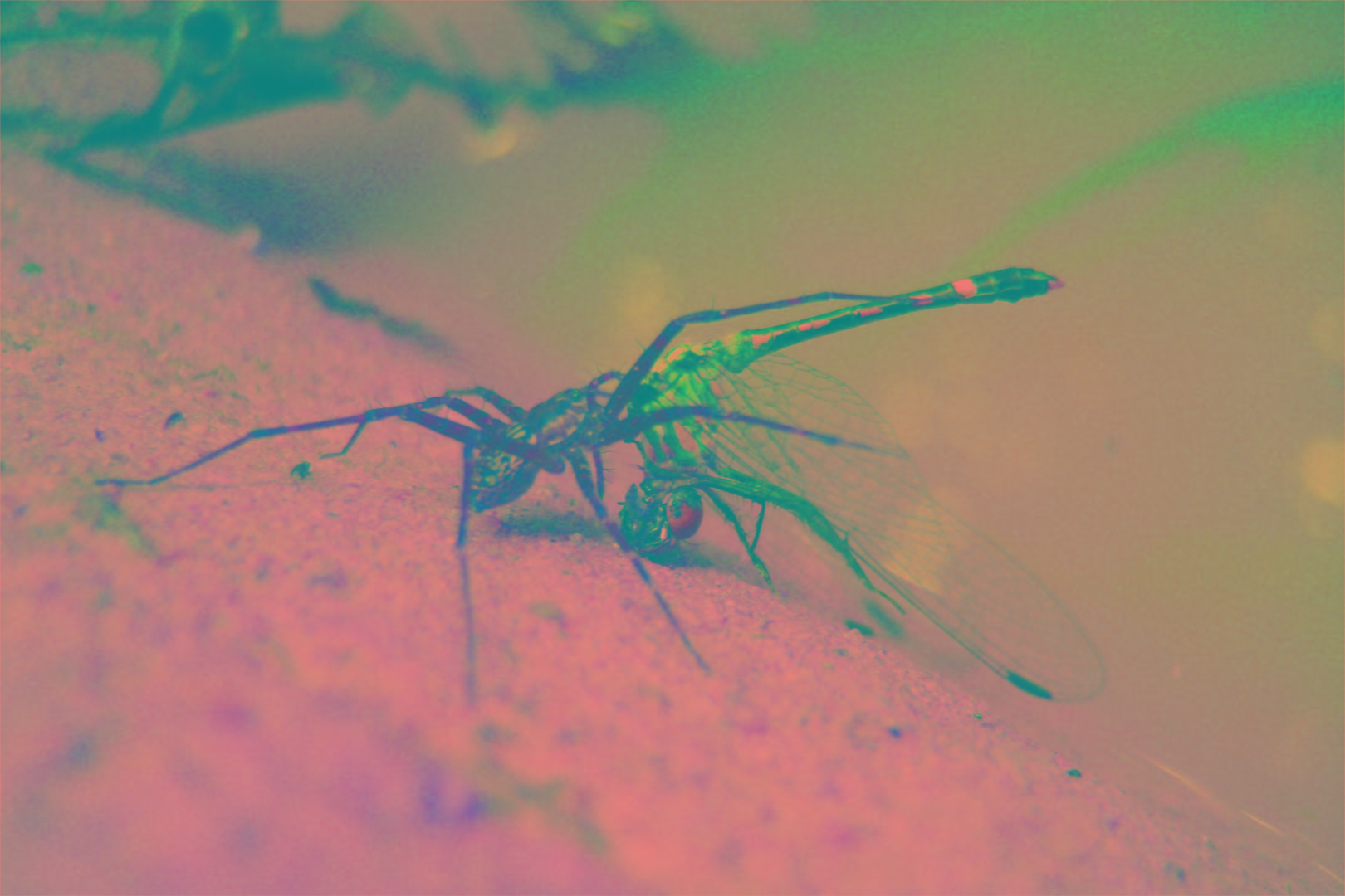 Batalhas Amazônicas_CBZ 2012.jpg