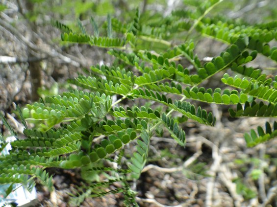 Catingueira da folha miúda (Poincianella microphyllis) (foto de Magna Soelma, pesquisadora da Embrapa, em Petrolina).