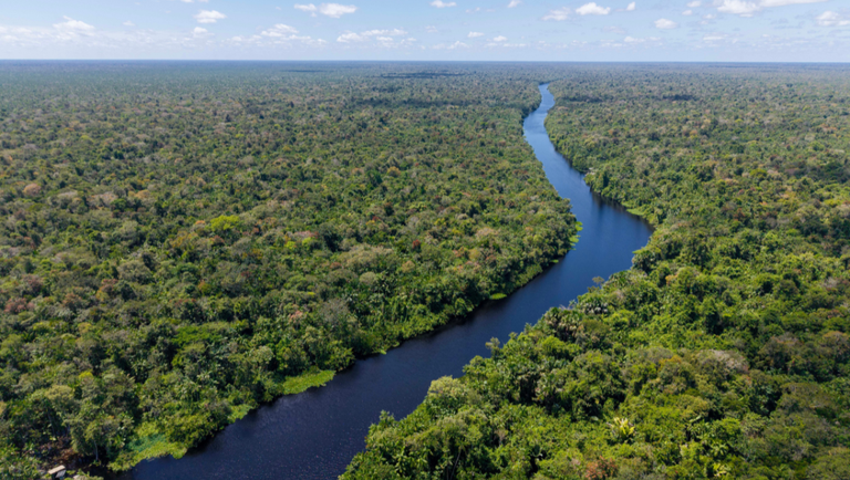 Amazonia - Getty Images.png