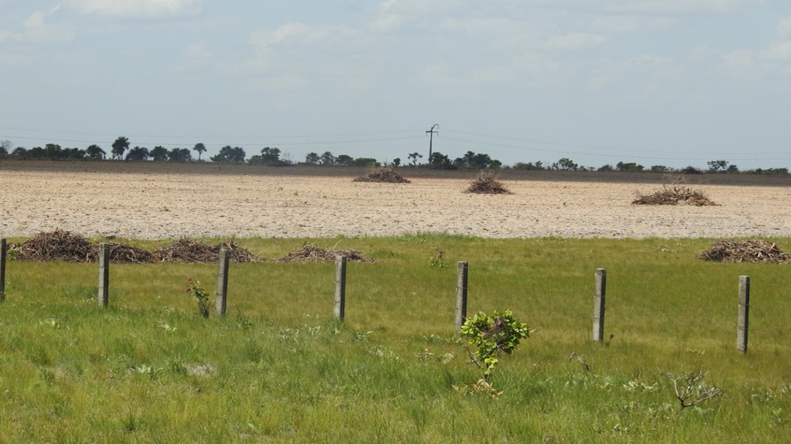 Área de vegetação nativa não florestal da Amazônia Legal - Alto Alegre/RR. Foto: Cassiano Messias.