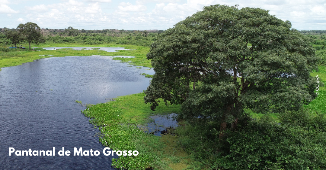 Pantanal de Mato Grosso