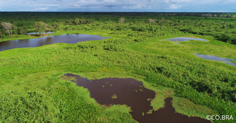 Pantanal
