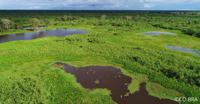 Pantanal