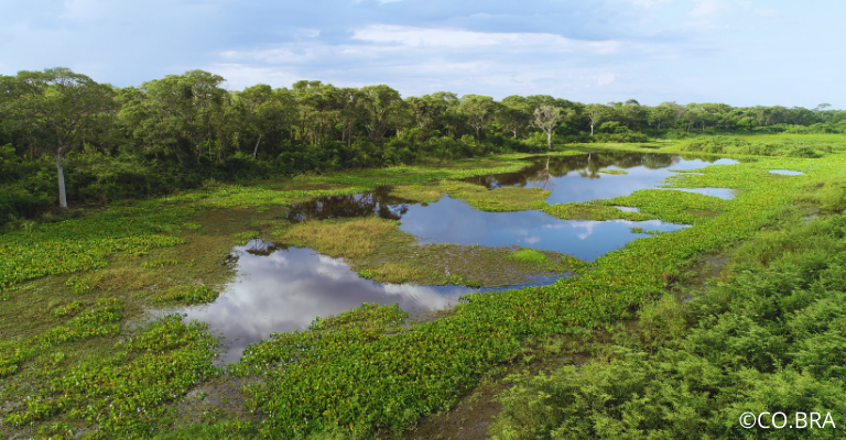 Pantanal