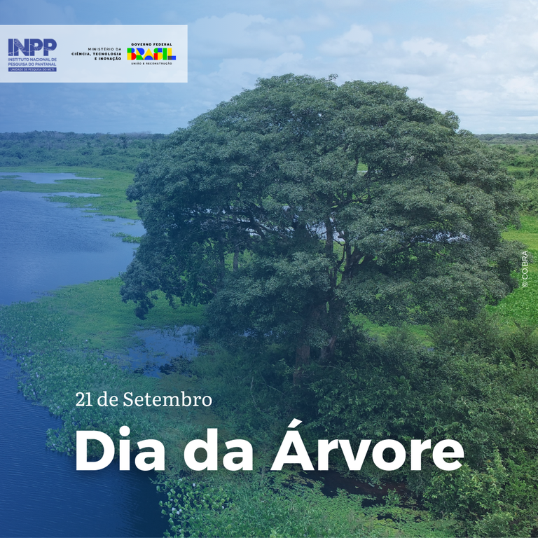 dia da árvore