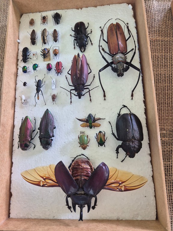 Artrópodes do pantanal