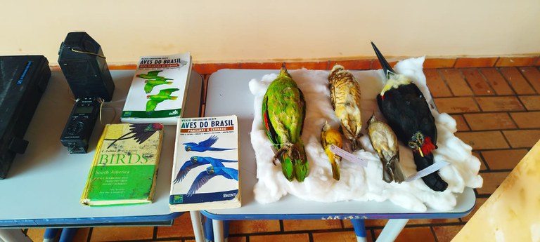 Exibição de aves taxidermizadas