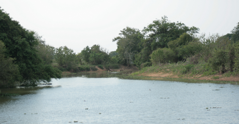 Pantanal