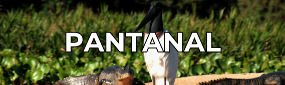 Fundo Pássaro Tuiuiú, acesso a imagens do Pantanal